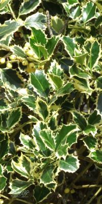 Ilex Aquifolium Aureomarginata - Božikovina