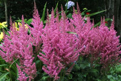 Astilbe Chinensis Vision In Pink