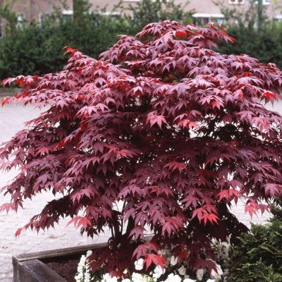 Acer Palmatum Bloodgood - Tamno-Crveni Japanski Javor