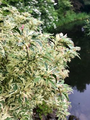 Acer Palmatum Butterfly 