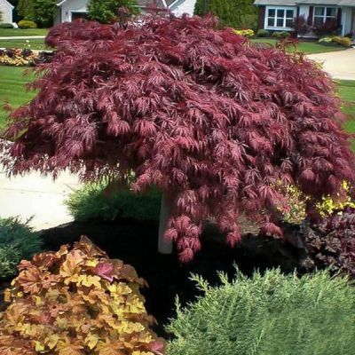 Acer Palmatum Dissectum Crimson Queen - Japanski Javor