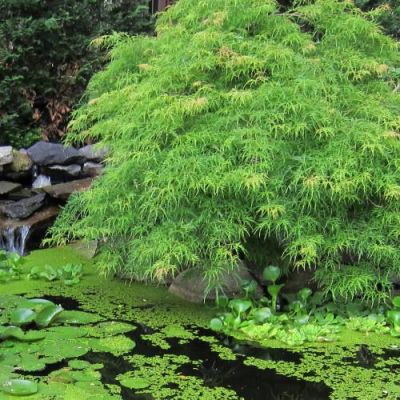 Acer Palmatum Dissectum Viridis - Reckasti Zeleni Japanski Javor