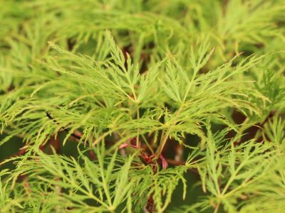 Acer Palmatum Emerald Lace - Japanski Javor