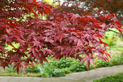 Acer Palmatum Fireglow - Crveni Japanski Javor