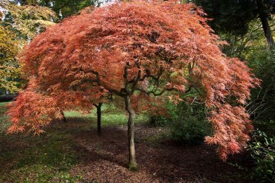 Acer Palmatum Ornatum - Japanski Javor
