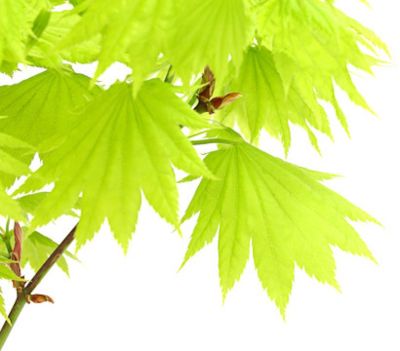 Acer Shirasawanum Aureum-Zlatni Japanski Javor