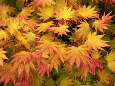 Acer Shirasawanum Autumn Moon - Javor Punog Meseca