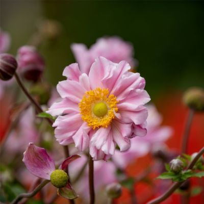 Anemone Hybrida Garden Breeze Whirlwind Pink -  Japanska Anemona