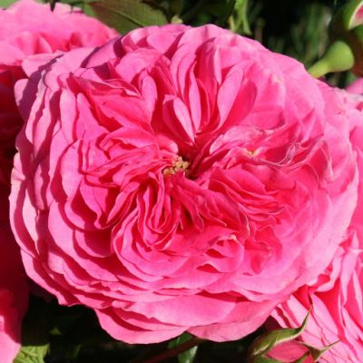 Ruža Polianta Baronesse