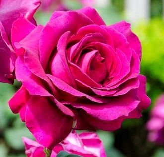 Ruža Čajevka Big Purple