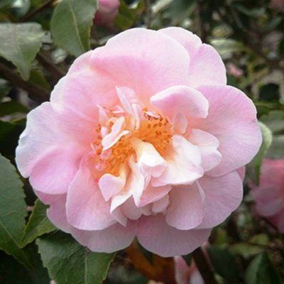 Camellia High Fragrance - Kamelija 