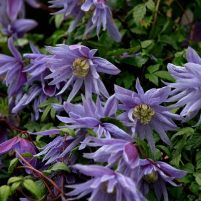 Clematis Cecile - Klematis