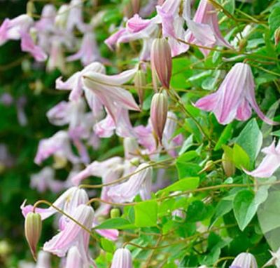Clematis Fairy Slippers - Klematis
