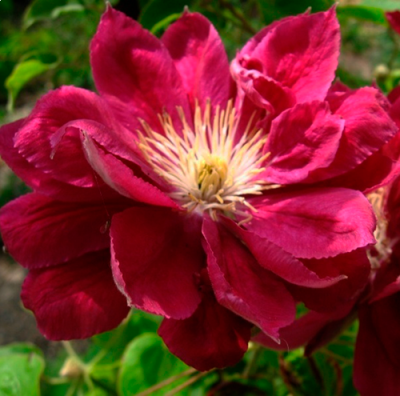 Clematis Red Star - Klematisi