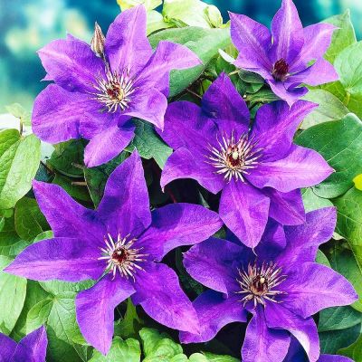 Clematis The President 
