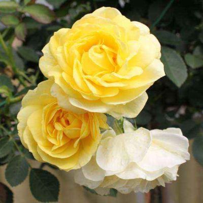 Ruža Polianta Comtesse Du Barry