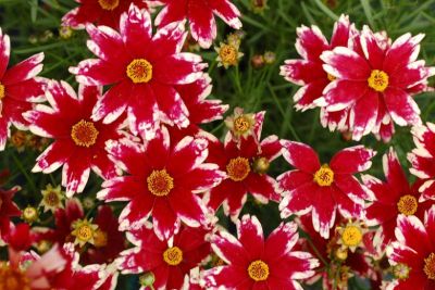 Coreopsis Ruby Frost - Koreopsis