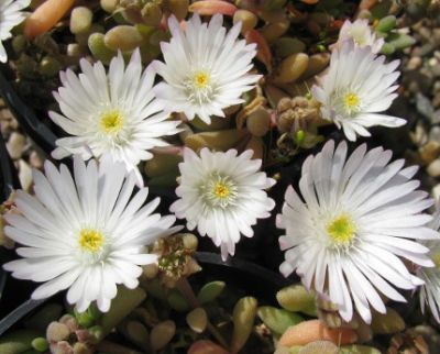 Delosperma Graaf Reinet - Ledeni cvet
