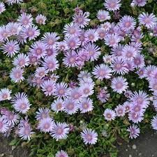 Delosperma Sundella Lavender - Ledeni Cvet