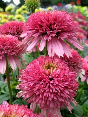 Echinacea Butterfly Kisses - Ehinacea