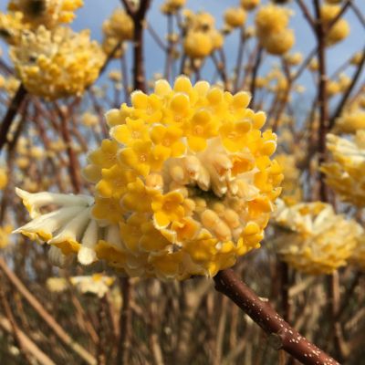 Edgeworthia Chrysantha Honey Sunshine - Japanski Papirni Grm