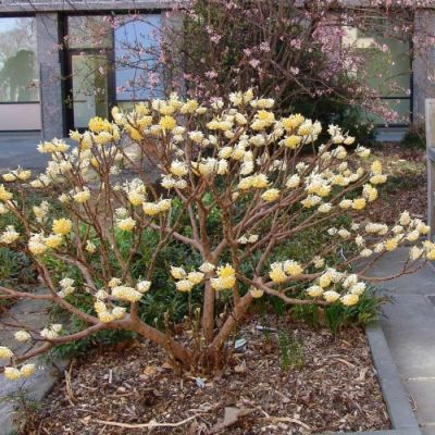 Edgeworthia Chrysantha Winterliebe – Japanski Papirni Grm