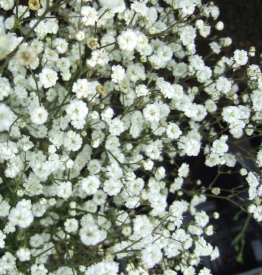 Gypsophila paniculata Festival White Flare - Gipsofila
