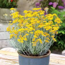 Helichrysum Italicum Dwarf Curry - Smilje