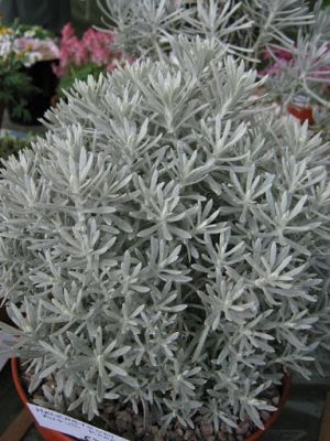 Helichrysum Italicum Korma - Smilje