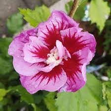 Hibiscus Syriacus Flower Tower Purple - Drvenasti Hibiskus, Sirijska Ruža