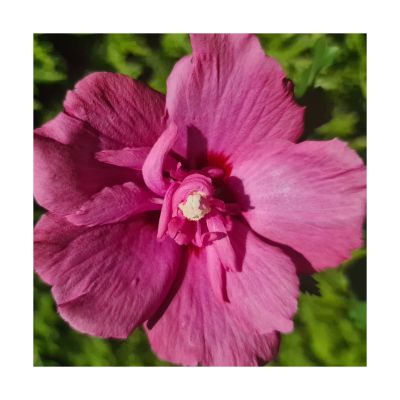 Hibiscus Syriacus Flower Tower Ruby - Drvenasti Hibiskus, Sirijska Ruža