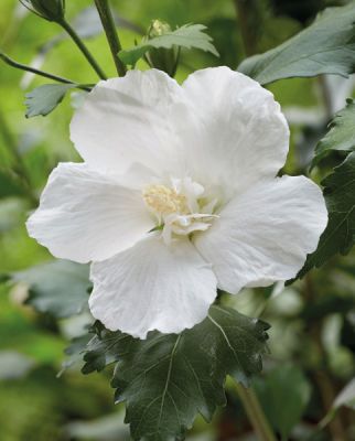 Hibiscus Syriacus Flower Tower White - Drvenasti Hibiskus, Sirijska Ruža