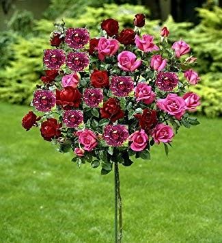 Ruža Stablašica Trobojna, Hocus Pocus, Nicolo Paganini i Linda Baronesa