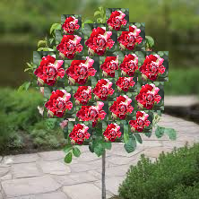 Ruža Stablašica Hulio Iglesias
