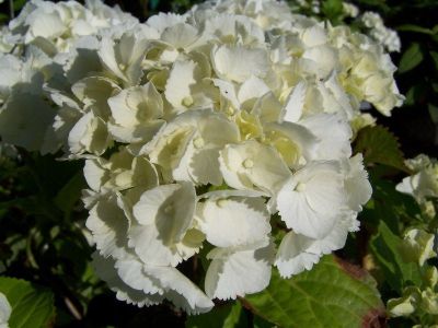 Hortenzija Everbloom White Wonder - Zeljasta Hortenzija