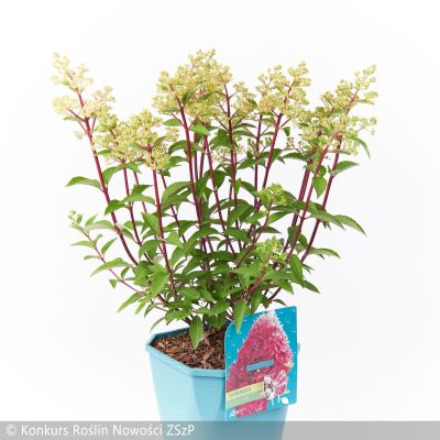 Hydrangea Paniculata Petite Flori - Drvenasta Hortenzija