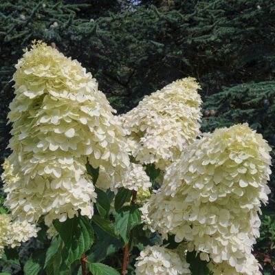 Hydrangea Paniculata Phantom - Drvenasta Hortenzija