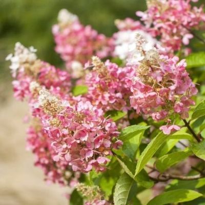Hydrangea Paniculata Pink Lady  - Drvenasta Hortenzija