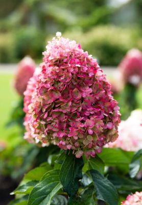 Hydrangea Paniculata Pinky Promise - Drvenasta Hortenzija