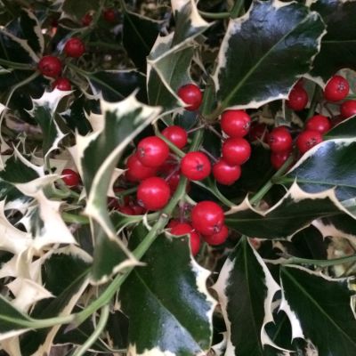 Ilex Aquifolium Argenteo Marginata - Božićno drvo