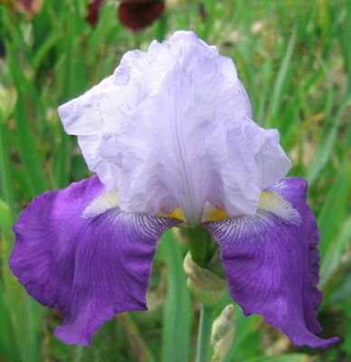 Iris Germanika Arpege - Perunika