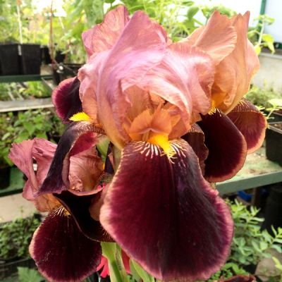 Iris Germanica Cimarron Strip - Perunika