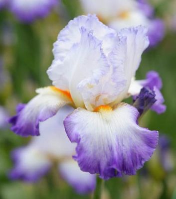 Iris Germanica Conjuration - Perunika