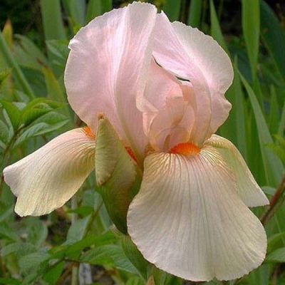 Iris Germanica Constant Watezz - Perunika