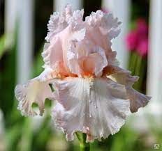 Iris Germanica Frappe - Perunika