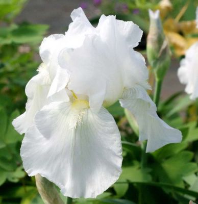 Iris Germanica Immortality - Perunika