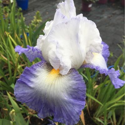 Iris Sibirica Mission Ridge - Sibirska Perunika