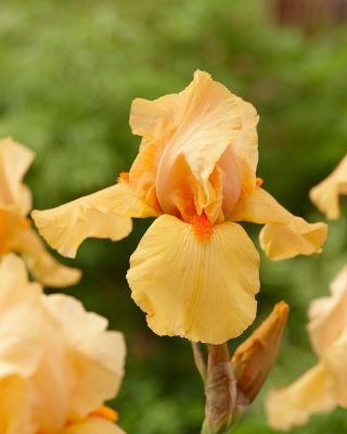 Iris Germanica Orange Chariot - Perunika