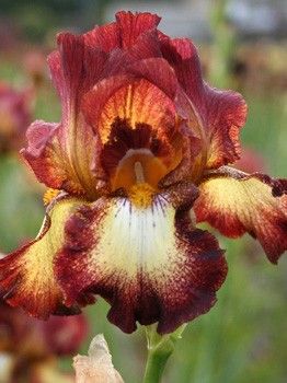 Iris Germanica Rimfire - Perunika