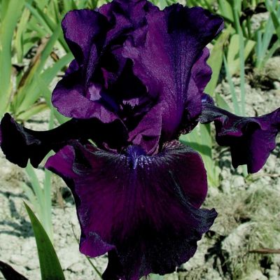 Iris Germanica Rosalie Figge - Perunika